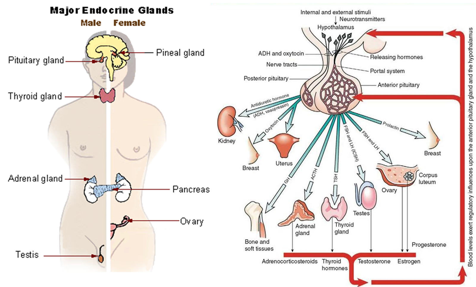 major endocrine glands